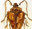 Metamorphosis by Roger Kastel